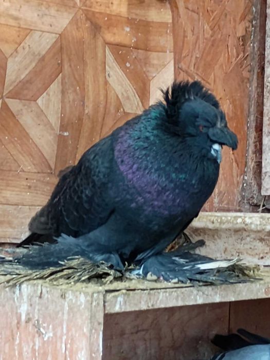 De vinzare iepuri berbec si porumbei de mai multe rase