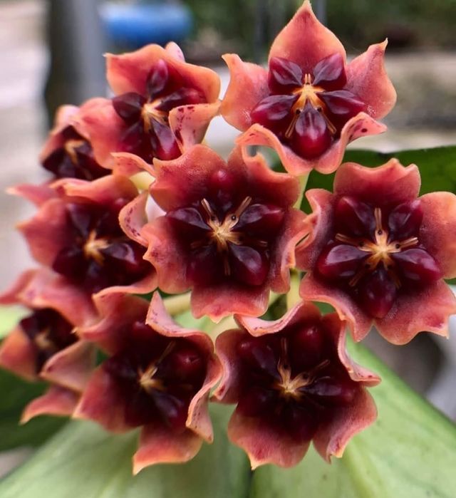 Hoya,  Lacrima Maicii Domnului