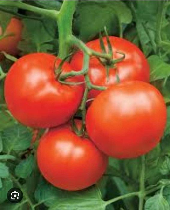 Продаётся рассада