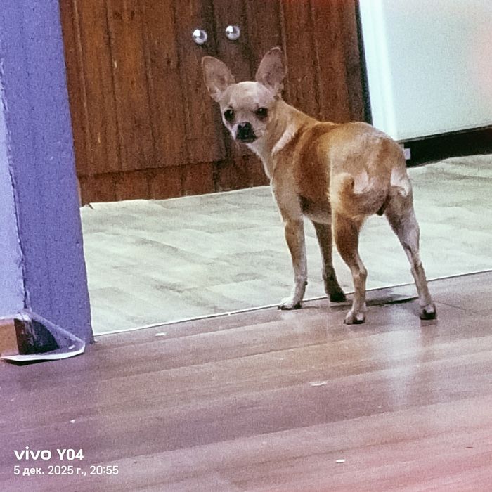 вязка чихуахуа девочка ищем кабеля