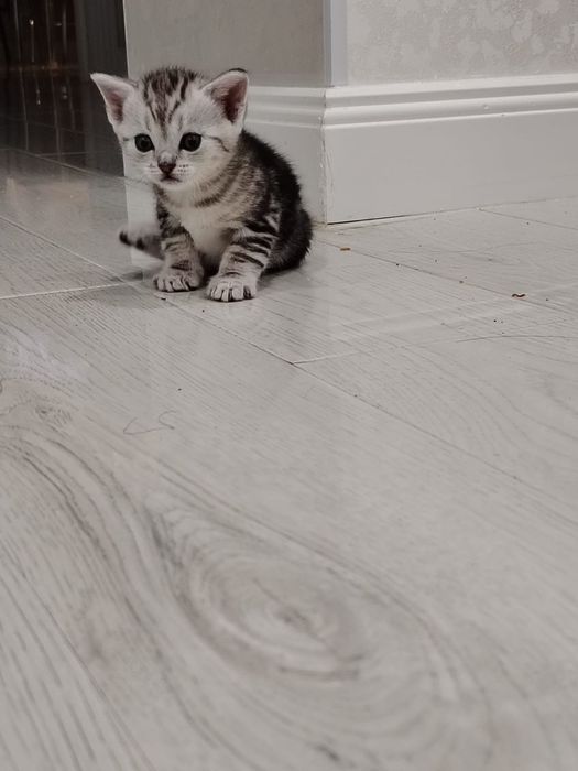 Котёнок Скотиш страйт. Девочка.