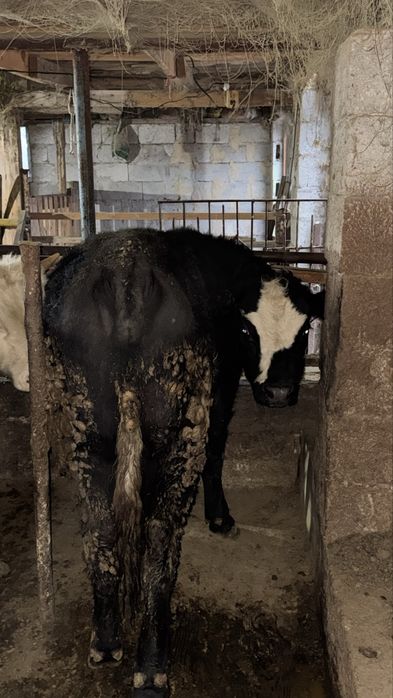 Бычок 1 жастан асқан