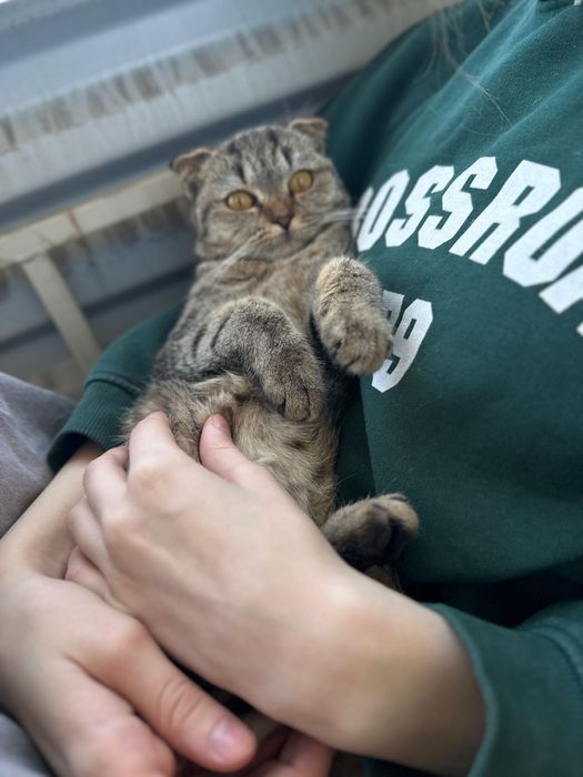 Шотландская вислоухая