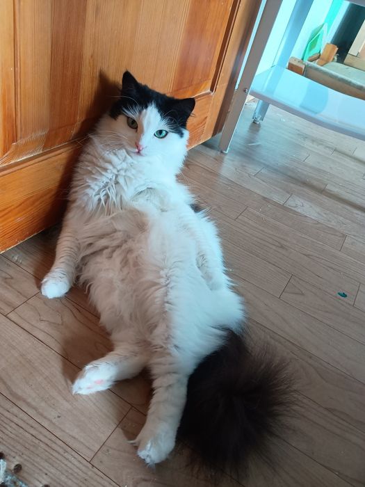 Кошечка ищет семью