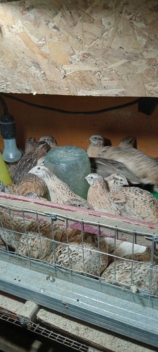 Перепелки по 1000тг реальному клиенту есть уступка