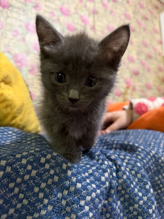 котята отдаю даром