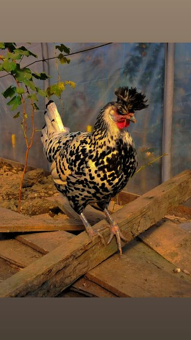 Ouă pentru Incubat rasa appenzeller