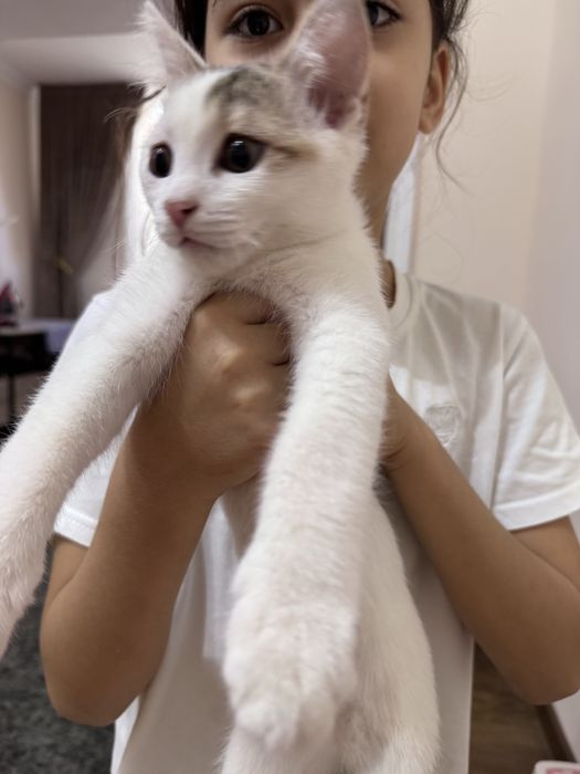Отдам даром котёнка