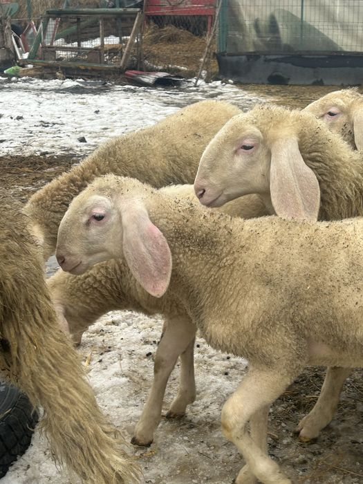 De vanzare berbecuti bergamasca