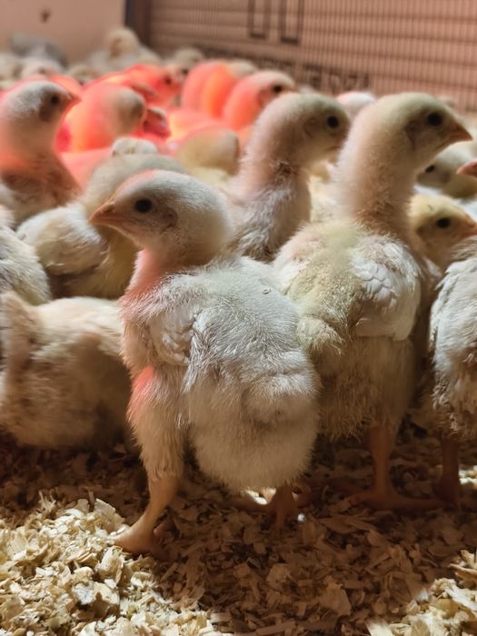 Продам цыплят бройлера