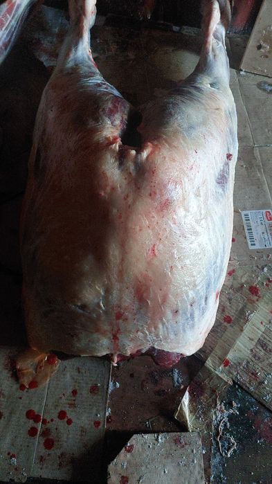 Айғыр, Қазақи жабы.  Жеребец