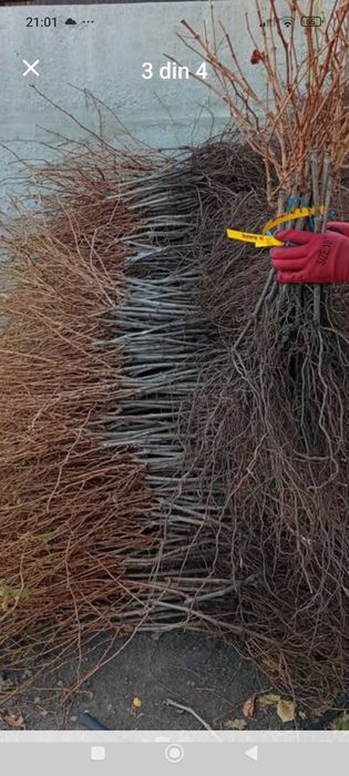 Butașii vita de vie