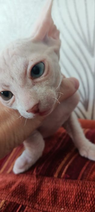 Котята сфинкс донской