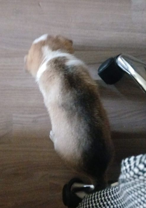 Отдам в надёжные руки щенка мальчика