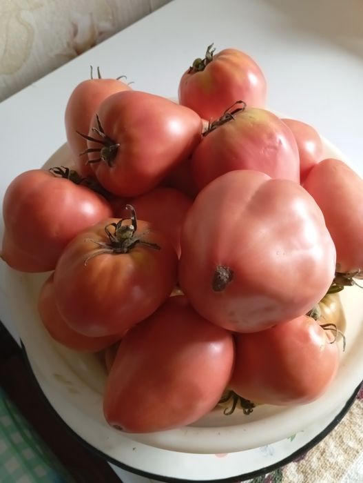 Продам домашние помидоры