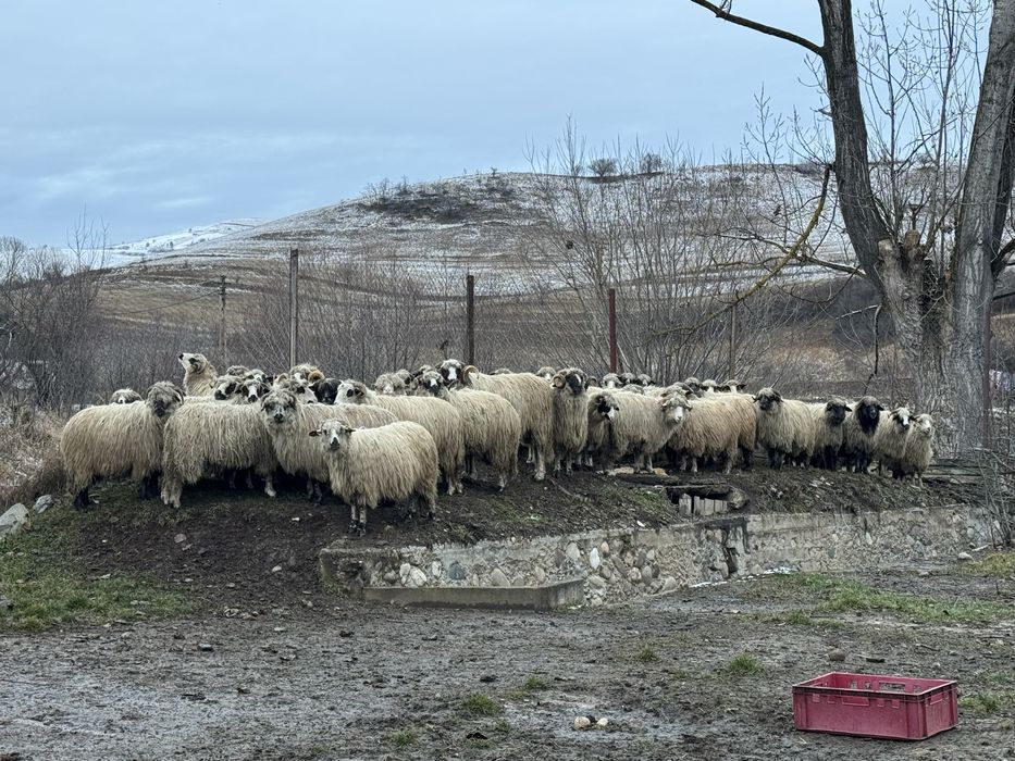 Vand 50 de oi cu miei