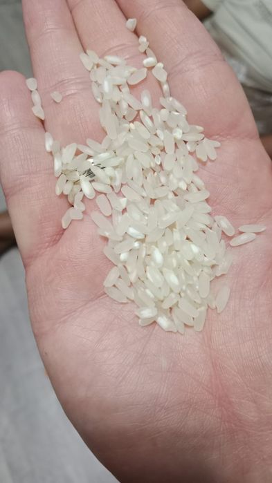 Рис универсальный сорта аланга