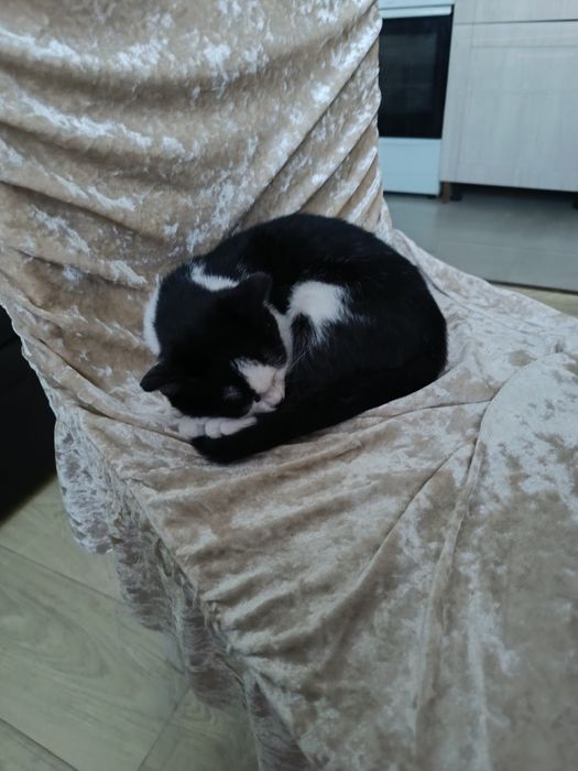 Котёнок мальчик 4-5 месяцев