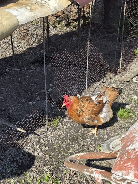 Cocoș Brahma și Kabir și găini