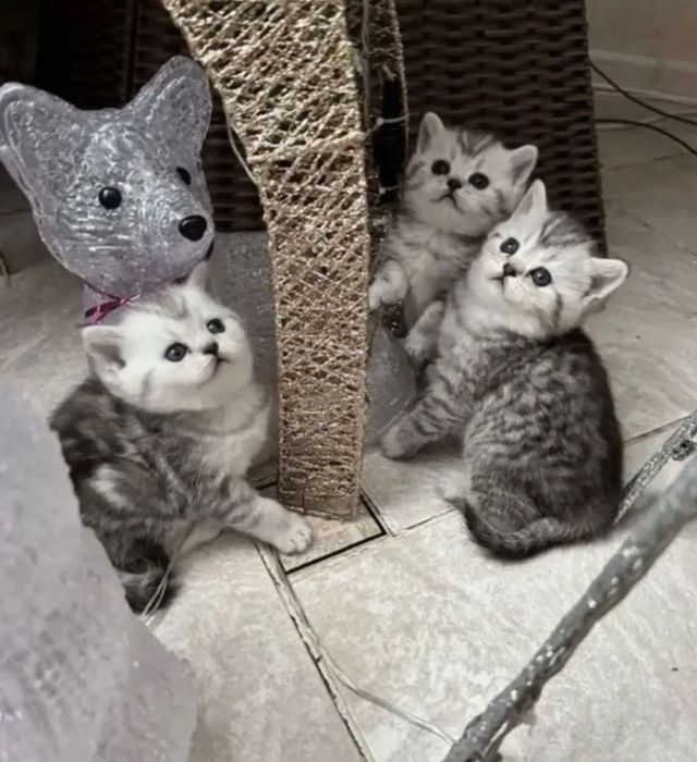 Шотландские котята