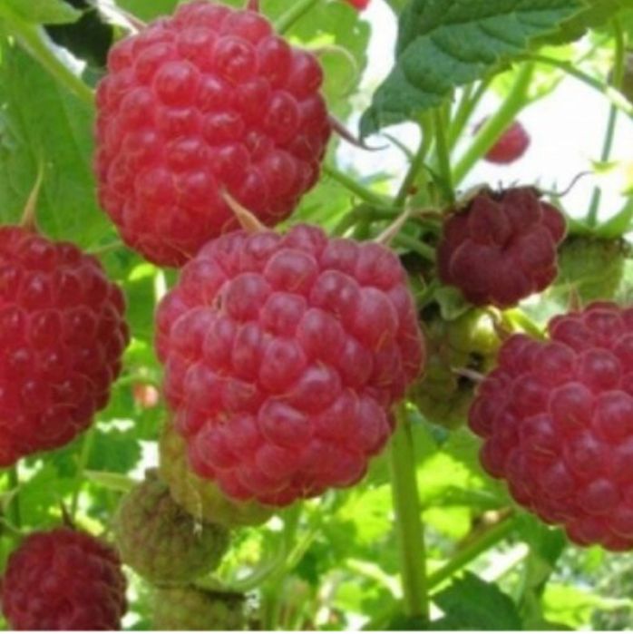 Продам саженцы малина ,, Карамелька,,