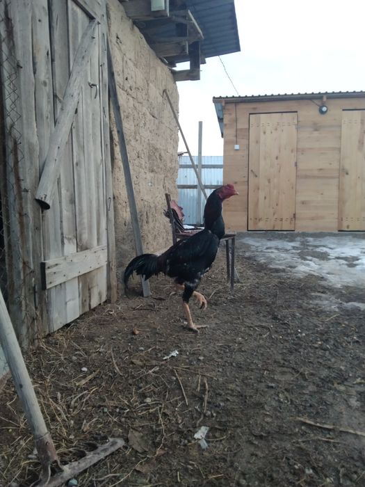 Дакан қораз сатам