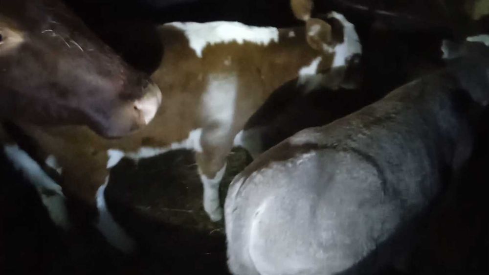 12 телят подсосных