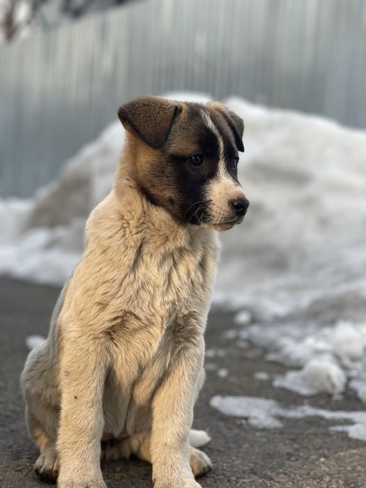 Щенки крупной породы.