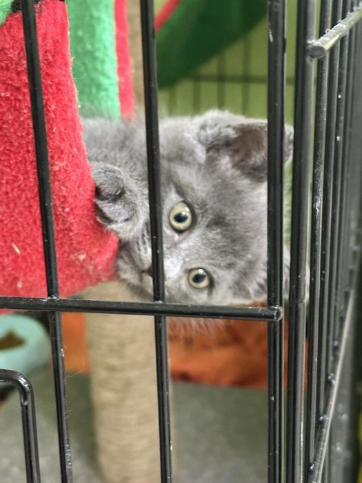 Котята-девочки в добрын руки