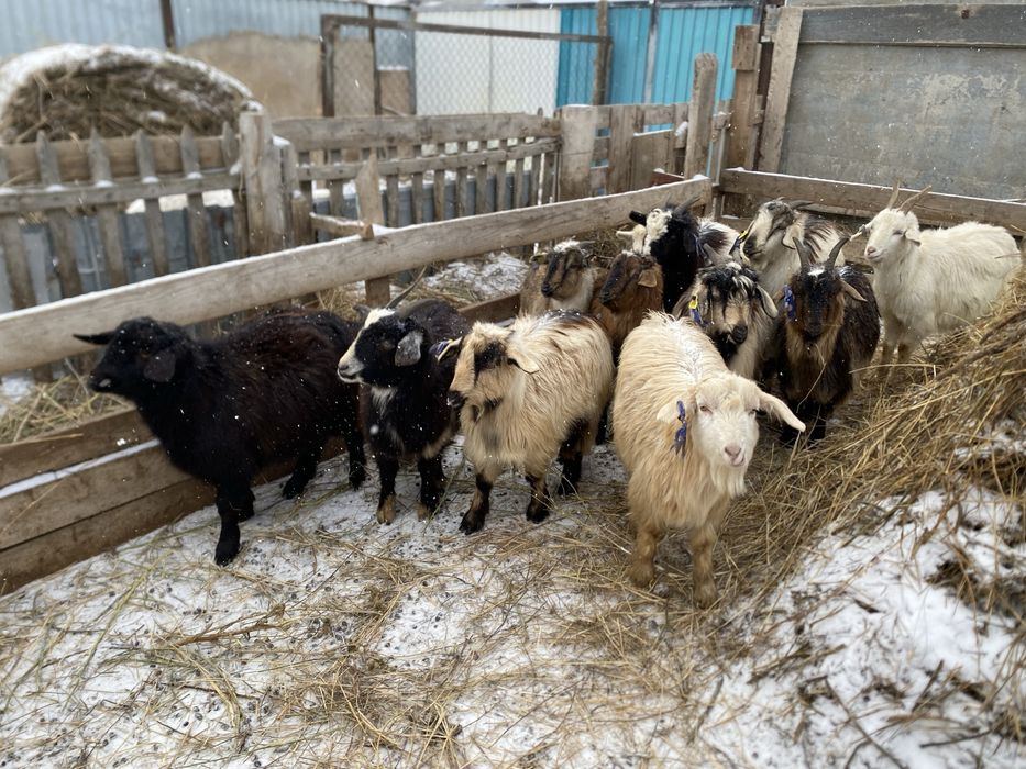 Шібіш ешкілер сатылады