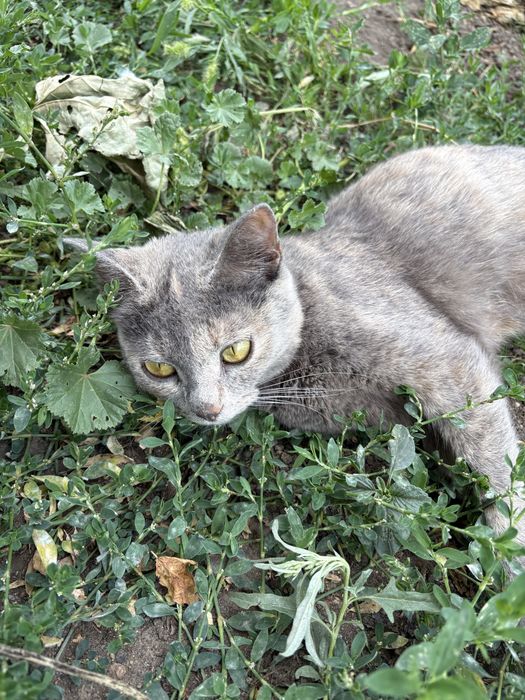 Продам 3 котят .