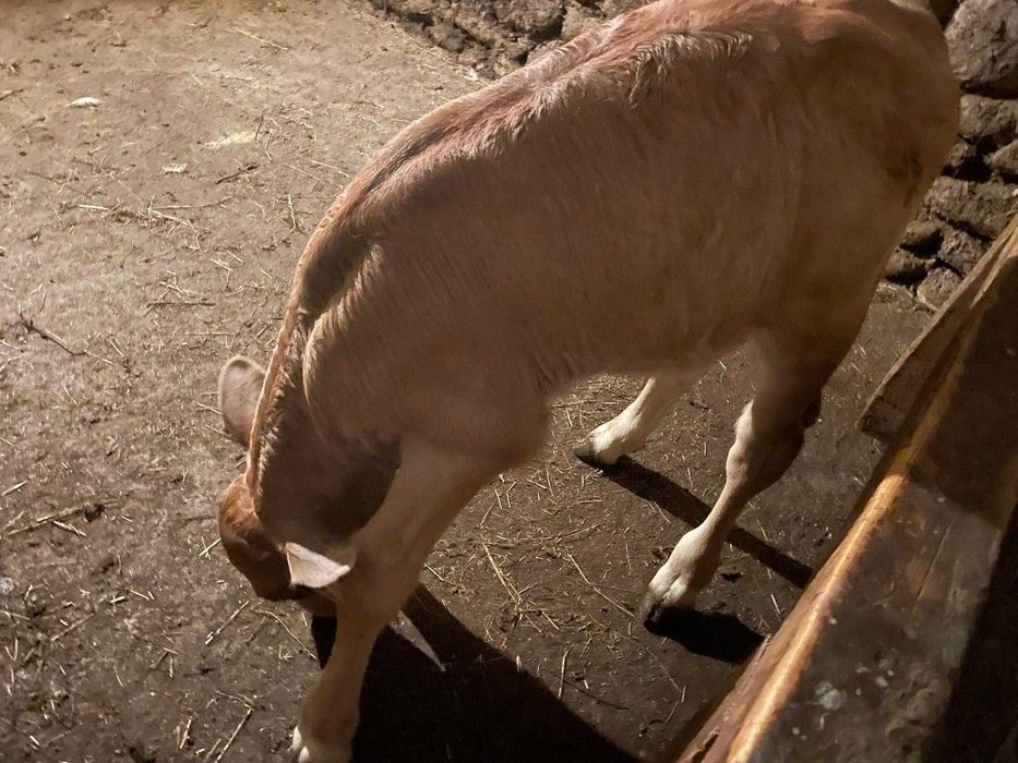 Vând vițel brun din montă