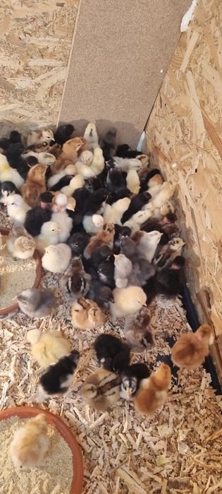 Pui de gaina diverse rase