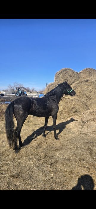 Жеребец. Айгыр 5 лет