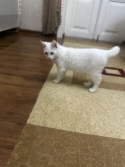 Porno jinsiy aloqa klinikasi