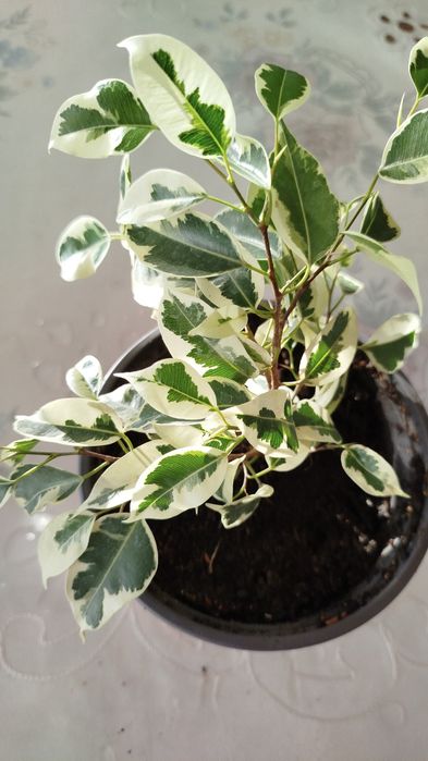 Молочаи,фикусы ,колеусы
