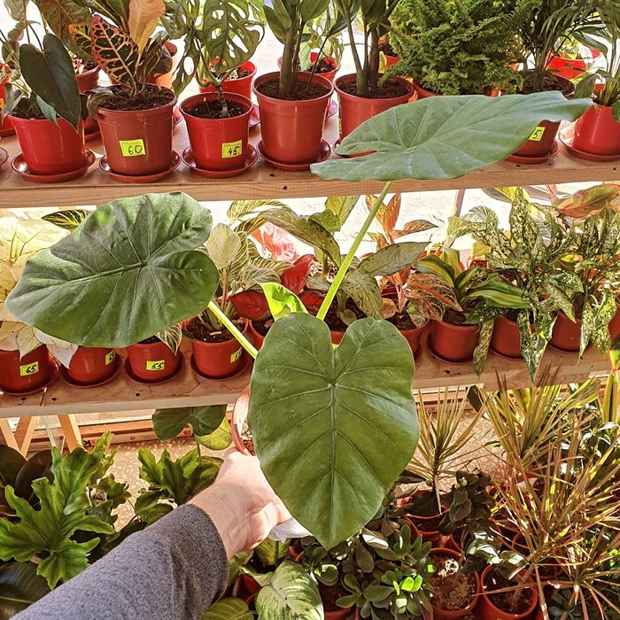 Arma Арма.    . .