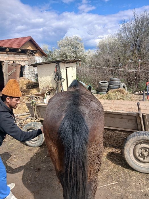 Cal de vanzare foarte cuminte