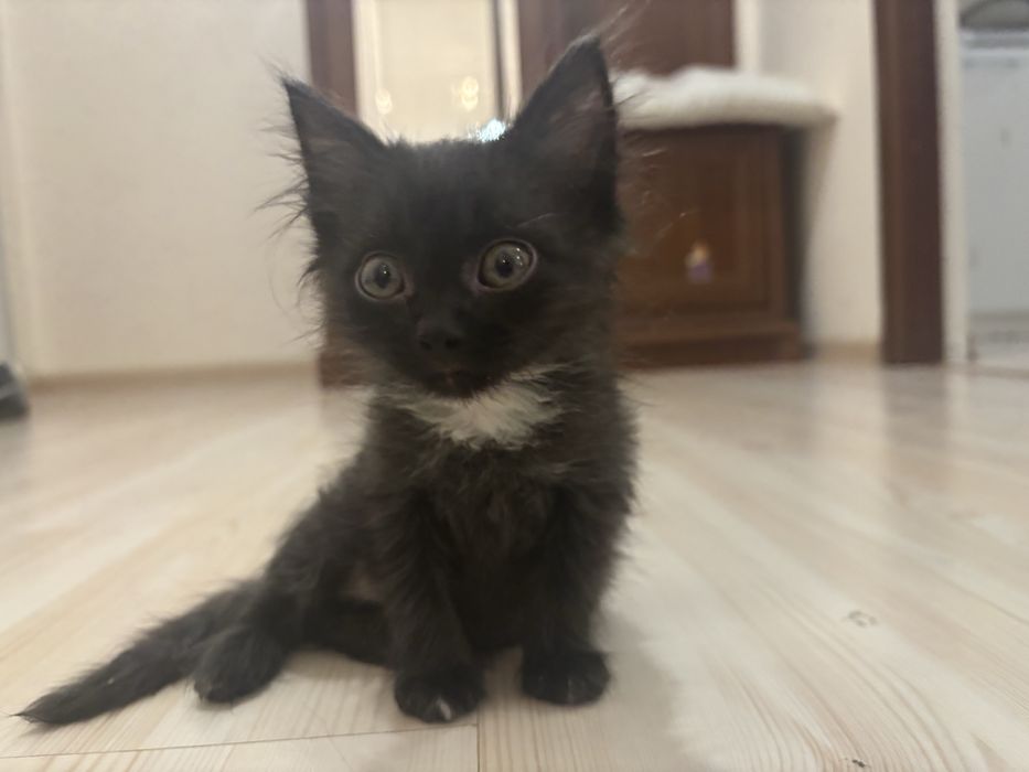 Котенок бесплатно.
