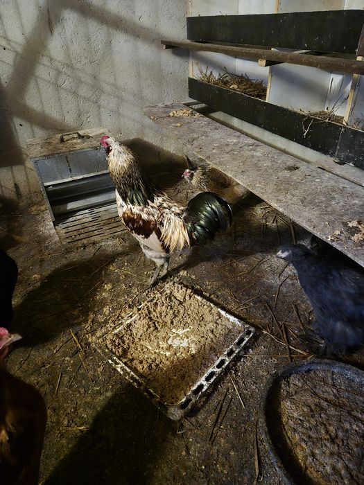 Vand oua pentru incubat din rasa ameraucana