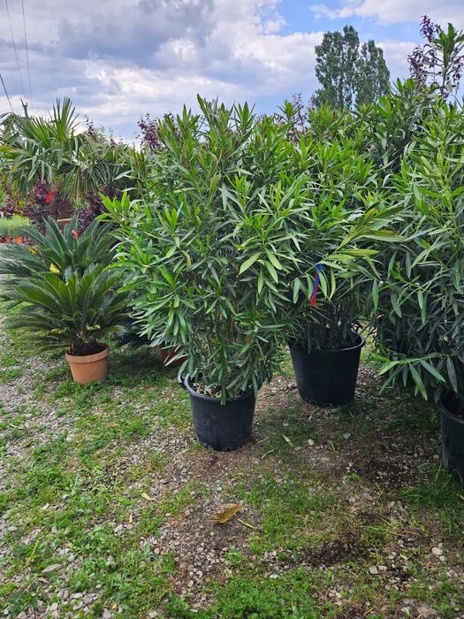Leandru tufa nerium oleander