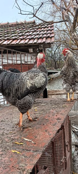 Cocoși tineret 2025