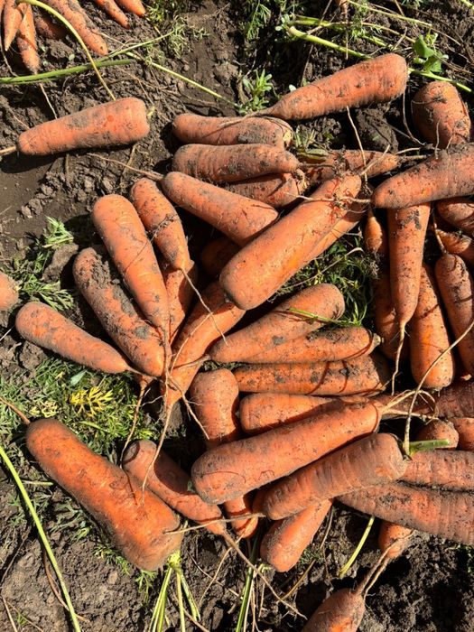 Морковь сорт каспи любой обьем