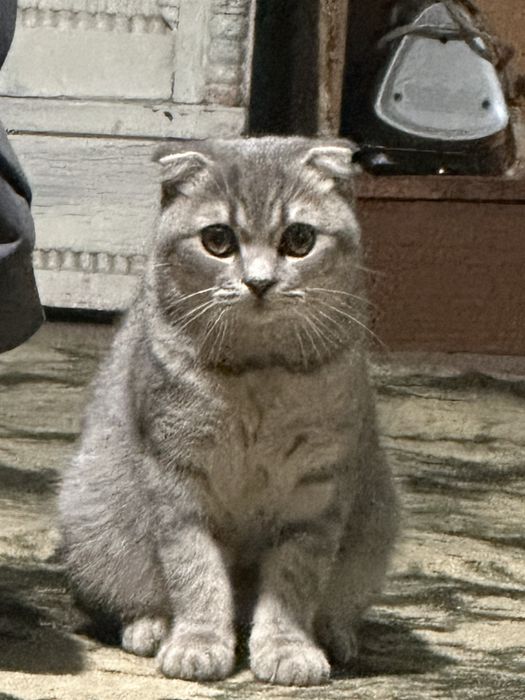 Asssalomu Alaykum flot sotiladi narhini kelishamiz