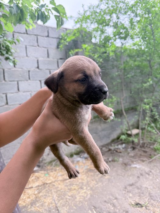 Pitbul  bolalar sotiladi