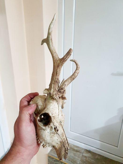 Два Трофея от сръндак перфектно състояние!