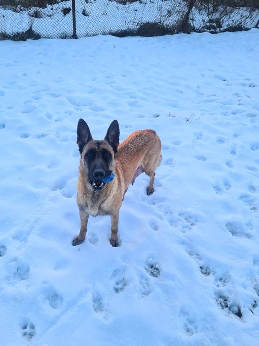 Малиноа - белгийска овчарка