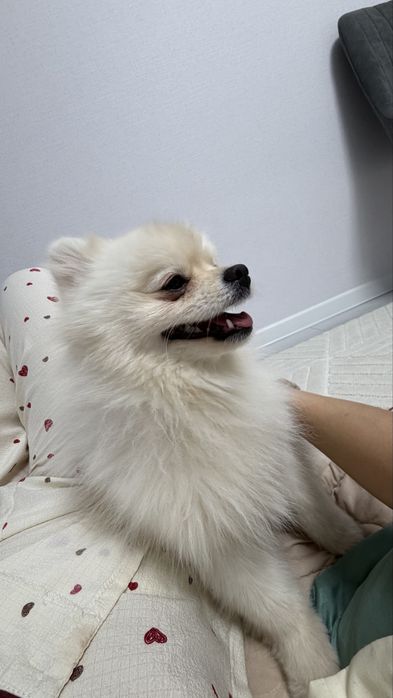 Отдам собачку в хорошие руки