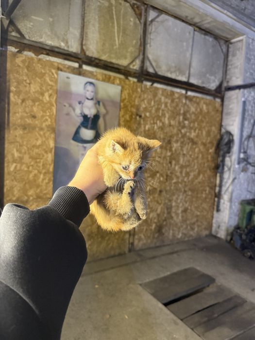 Котята отдам в хорошие руки