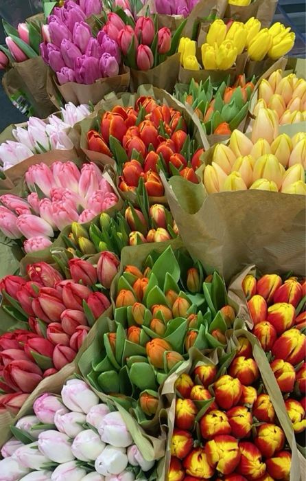 Цветы тюльпаны оптом и в розницу